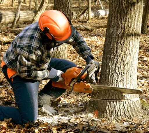 Tree Removal in Parker City, IN